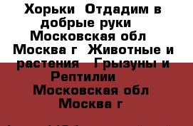 Хорьки. Отдадим в добрые руки  - Московская обл., Москва г. Животные и растения » Грызуны и Рептилии   . Московская обл.,Москва г.